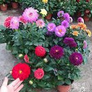 30 PCS Seeds Heirloom Dahlia Pinnata Perennial Flower