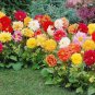 30 PCS Seeds Heirloom Dahlia Pinnata Perennial Flower