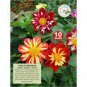 30 PCS Seeds Heirloom Dahlia Pinnata Perennial Flower