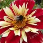 30 PCS Seeds Heirloom Dahlia Pinnata Perennial Flower
