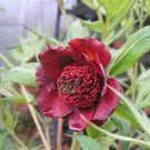 5 PCS Seeds Heirloom Dark Red Middle Peony Tree Flower 5 PCS Seeds Heirloom Dark Red Middle Peony Tree Flower