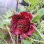 5 PCS Seeds Heirloom Dark Red Middle Peony Tree Flower