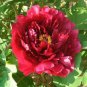 5 PCS Seeds Heirloom Dark Red Middle Peony Tree Flower