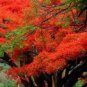 10 PCS Seeds Heirloom Delonix Regia Red Flame Tree