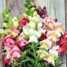 200 PCS Seeds Heirloom Dwarf Common Snapdragon Bonsai Flower