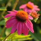 100 PCS Seeds Heirloom Echinacea 'Powwow' Wild Berry Coneflower Perennial Flowers