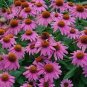 100 PCS Seeds Heirloom Echinacea 'Powwow' Wild Berry Coneflower Perennial Flowers