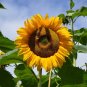 20 PCS Seeds Heirloom Edible White Long Sunflower