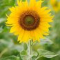 20 PCS Seeds Heirloom Edible White Long Sunflower