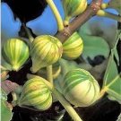 6 PCS Seeds Heirloom Ficus Carica 'Panache' Tiger Stripe Fig Tree