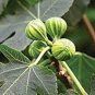6 PCS Seeds Heirloom Ficus Carica 'Panache' Tiger Stripe Fig Tree