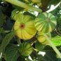 6 PCS Seeds Heirloom Ficus Carica 'Panache' Tiger Stripe Fig Tree