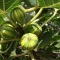 6 PCS Seeds Heirloom Ficus Carica 'Panache' Tiger Stripe Fig Tree