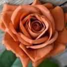 50 PCS Seeds Heirloom Fleshcolor European Rose Flower 50 PCS Seeds Heirloom Fleshcolor European Rose Flower