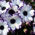 30 PCS Seeds Heirloom Florist's Cineraria F1 Flower 30 PCS Seeds Heirloom Florist's Cineraria F1 Flower