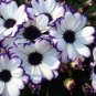 30 PCS Seeds Heirloom Florist's Cineraria F1 Flower