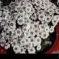 30 PCS Seeds Heirloom Florist's Cineraria F1 Flower