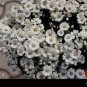 30 PCS Seeds Heirloom Florist's Cineraria F1 Flower