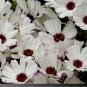 30 PCS Seeds Heirloom Florist's Cineraria F1 Flower