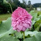 1 PCS Seeds Heirloom Fragrant Ball Pink Nelumbo Nucifera Lotus Flower