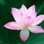 1 PCS Seeds Heirloom Fragrant Ball Pink Nelumbo Nucifera Lotus Flower