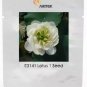 5 PCS Seeds Heirloom Fragrant White Wrinkled Nelumbo Nucifera Lotussss