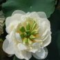 5 PCS Seeds Heirloom Fragrant White Wrinkled Nelumbo Nucifera Lotussss