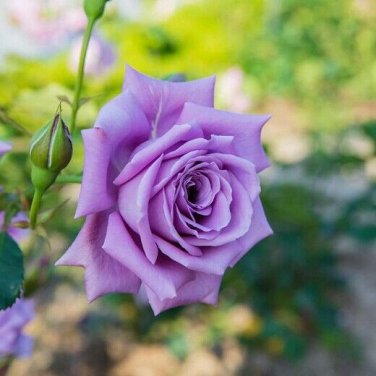 50 PCS Seeds Heirloom Fresh Exotic Purple Rose Bush Flower
