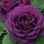 50 PCS Seeds Heirloom Fresh Exotic Purple Rose Bush Flower