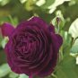 50 PCS Seeds Heirloom Fresh Exotic Purple Rose Bush Flower