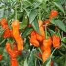 10 PCS Seeds Heirloom Fresh Orange Peter Penis Chili Pepper Organic