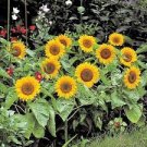 15 PCS Seeds Heirloom Garden 'smiling face' Sunflowers 15 PCS Seeds Heirloom Garden 'smiling face' Sunflowers