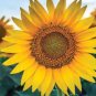15 PCS Seeds Heirloom Garden 'smiling face' Sunflowers