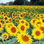 15 PCS Seeds Heirloom Garden 'smiling face' Sunflowers