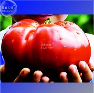 100 PCS Seeds Heirloom Giant Monster Tomato Genuine Fresh
