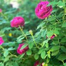 20 PCS Seeds Heirloom Golden Pink Mixed Rose Flower 20 PCS Seeds Heirloom Golden Pink Mixed Rose Flower