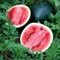 50 PCS Seeds Heirloom Gray Skin Big Long Red Sweet Seedless Watermelon Organic