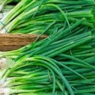 30 PCS Seeds Heirloom Green Drumstick Scallion 30 PCS Seeds Heirloom Green Drumstick Scallion
