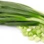 30 PCS Seeds Heirloom Green Drumstick Scallion