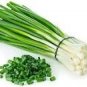 30 PCS Seeds Heirloom Green Drumstick Scallion
