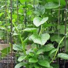 50 PCS Seeds Heirloom Green Malabar Spinach Vegetable