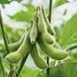 10 PCS Seeds Heirloom Green Organic Edamame Vegetables