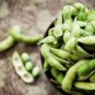 10 PCS Seeds Heirloom Green Organic Edamame Vegetables