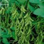 10 PCS Seeds Heirloom Green Organic Edamame Vegetables