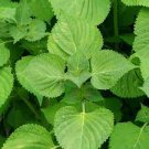 100 PCS Seeds Heirloom Green Perilla 100 PCS Seeds Heirloom Green Perilla