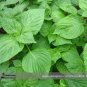 100 PCS Seeds Heirloom Green Perilla