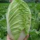 10 PCS Seeds Heirloom Green Yellow Chinese Cabbage Organic