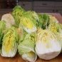 10 PCS Seeds Heirloom Green Yellow Chinese Cabbage Organic