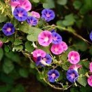 200 PCS Seeds Heirloom Hanging Petunia Mixed Seeds Color Waves Hanging