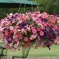 200 PCS Seeds Heirloom Hanging Petunia Mixed Seeds Color Waves Hanging